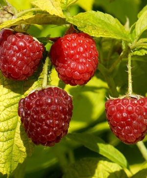 Patio Raspberry Groovy