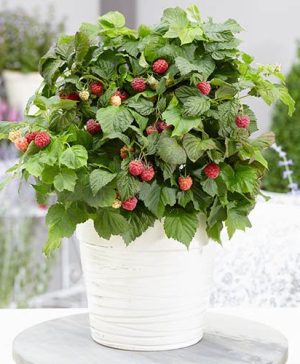 Patio Raspberry Rubus idaeus Yummy