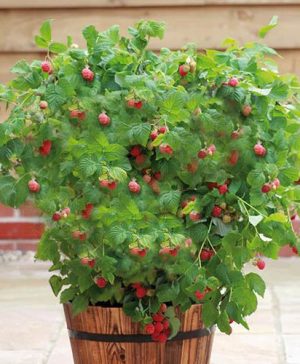 Patio Raspberry Ruby Beauty