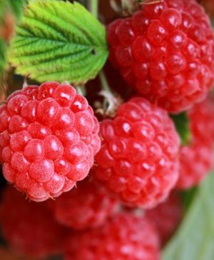 Patio Raspberry Sweet Sunshine