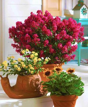 Patio Red Crepe Myrtle Lagerstroemia