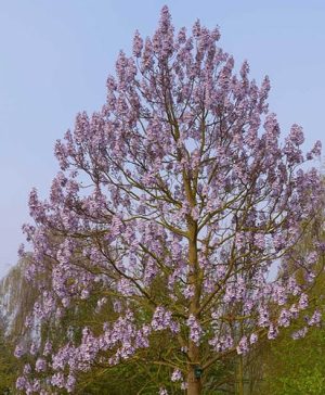 Paulownia fortunei Fast Blue (R) Minfast