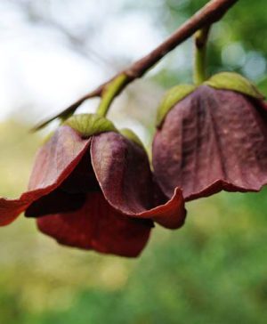 Pawpaw Fruit Tree Asimina triloba