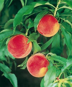 Peach Amber Patio Fruit Tree in a 7.5L Pot