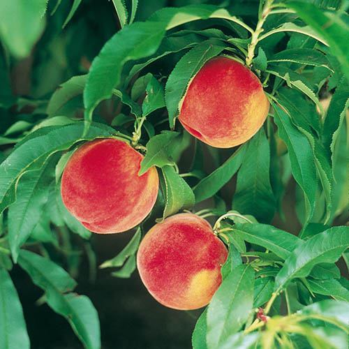 Peach Amber Patio Fruit Tree in a 7.5L Pot