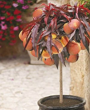 Peach Crimson Bonfire