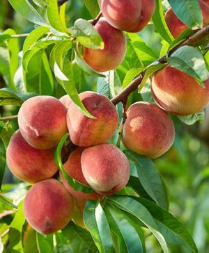 Peach Prunus persica Suncrest