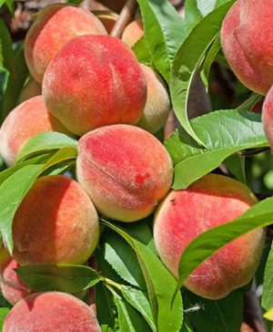 Peach Redhaven Tree