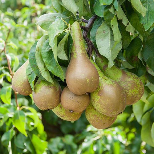 Pear Little Conference GYO Fruit Tree