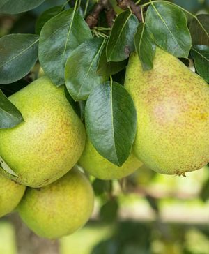 Pear Pyrus communis Beurre Alex. Lucas