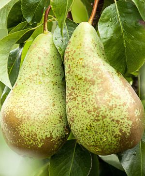 Pear Pyrus communis Conference