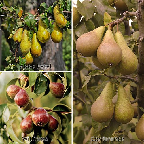 Pear Three Variety Family Tree