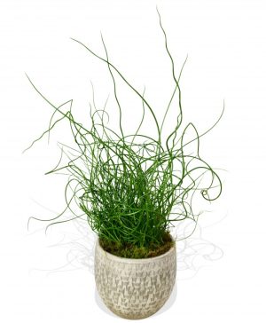 Garden Pencil Grass Flowers & Plants Co.