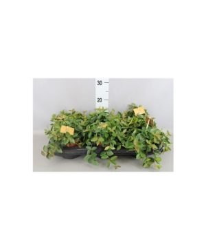 Garden Peperomia Angulata Flowers & Plants Co.