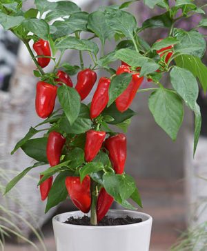 Pepper Patio Sweet Bells Red