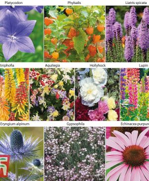 Garden Perennial Border Collection Thompson & Morgan