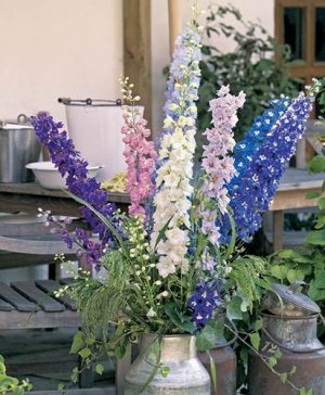 Perennial Delphinium Pacific Giants