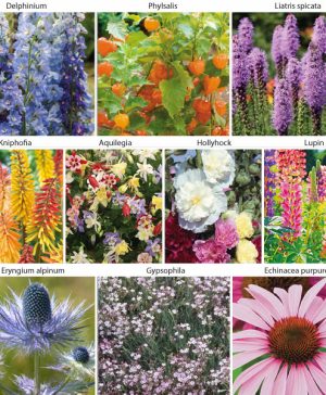 Garden Perennial Everlasting Collection Thompson & Morgan