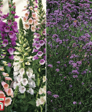 Garden Perennial Garden ready Duo Thompson & Morgan