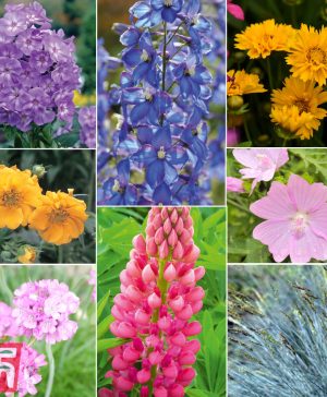 Garden Perennial Summer Garden Collection Thompson & Morgan