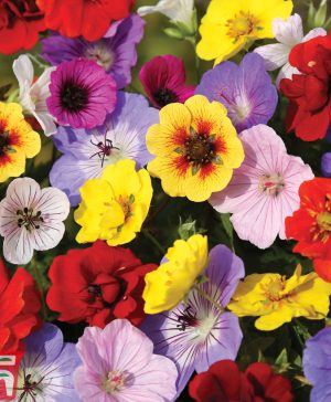 Garden Perennial 'Wildlife Mix' Thompson & Morgan