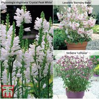 Perfect Patio Perennial Collection at Thompson & Morgan - Image 2