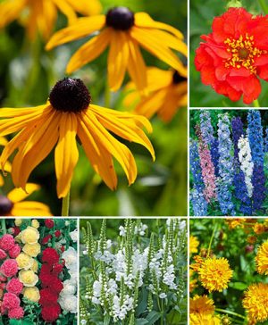 Garden Perfect Perennial Collection Thompson & Morgan