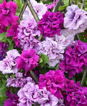 Petunia Dizzy Heights Double Mix