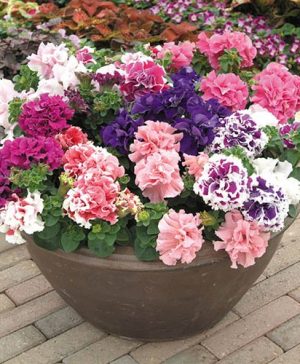 Petunia Duo Mixed 20 pack