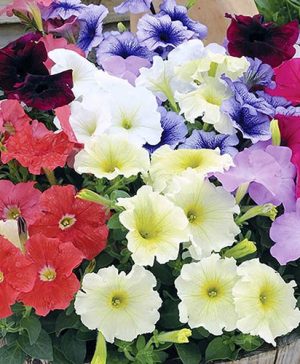 Petunia Frenzy Mixed 20 pack