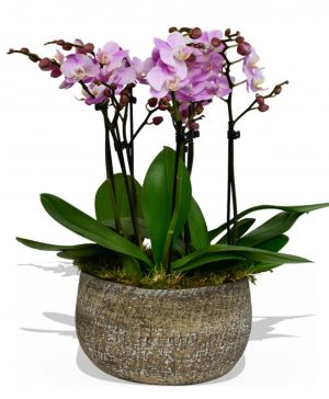 Garden Phalaenopsis Orchid Pink Flowers & Plants Co.