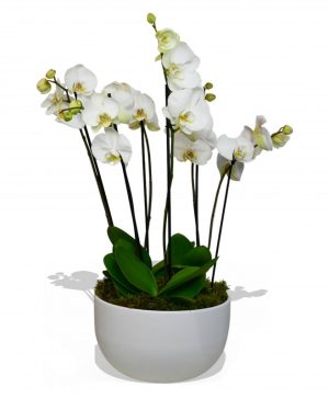 Garden Phalaenopsis Orchid White Flowers & Plants Co.