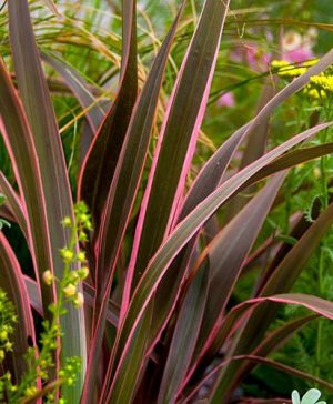 Phormium Sundowner Pink