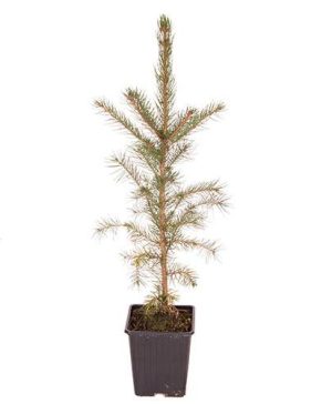 Picea abies
