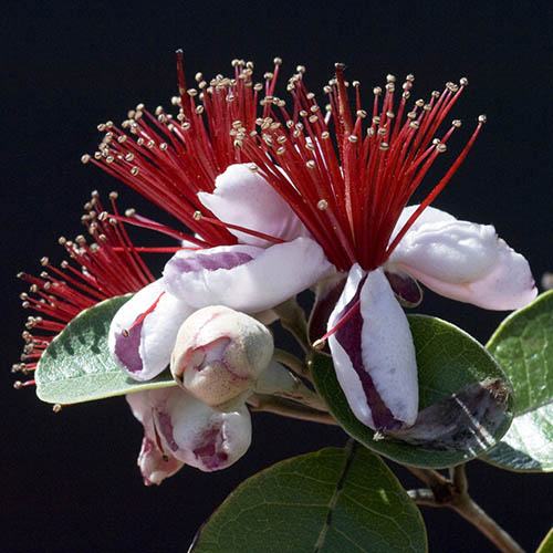 Pineapple Guava Feijoa sellowiana Mammoth