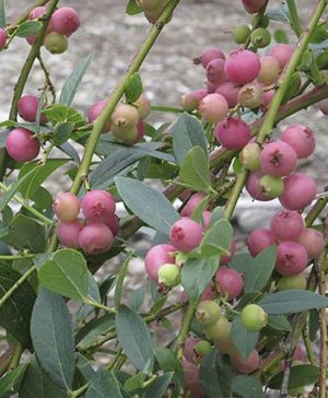 Pink Blueberry Pink Lemonade