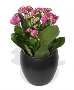 Garden Pink Kalanchoe Flowers & Plants Co.