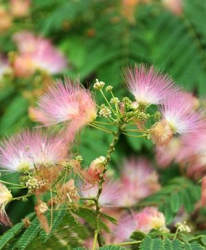 Pink Silk Tree Albizia julibrissin Rosea