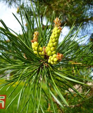 Garden Pinus pinea (Christmas Tree) Thompson & Morgan