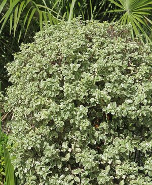 Pittosporum Silver Ball