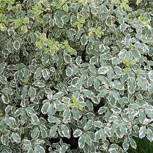 Pittosporum tenuifolium Silver Queen