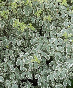 Pittosporum tenuifolium Variegatum