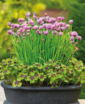 Plant o Mat - Chives and Wood Sorrel