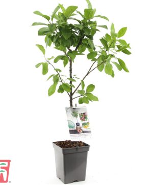 Garden Plum Duo Patio Fruit Trees Thompson & Morgan