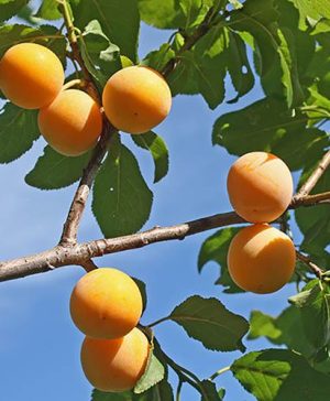 Plum Oullins Golden Gage Tree