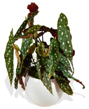 Garden Polka Dot Begonia Flowers & Plants Co.