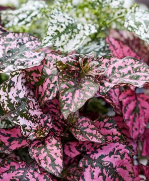 Polka Dot Plant Hypoestes Hippo (R) Collection