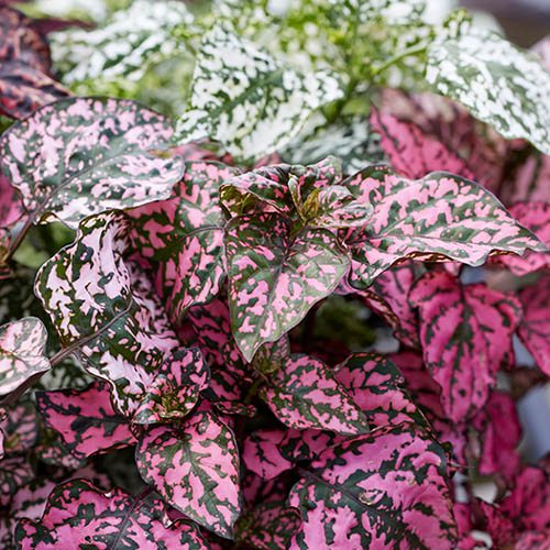 Polka Dot Plant Hypoestes Hippo (R) Collection