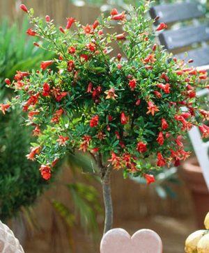 Pomegranate Standard Tree