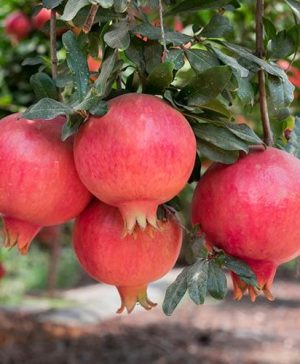 Pomegrante Punica granatum Mollar de Elche